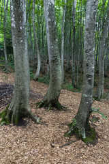ブナの森