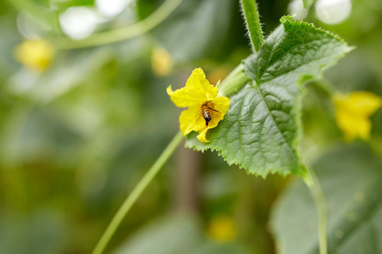bee pollinating cucumber plant flower at garden