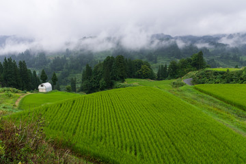 Fototapeta premium 雨上がりの棚田