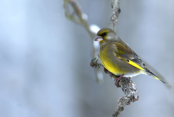 Greenfinch (Carduelis chloris) sitting on a branch in foggy,cold,winter morning
