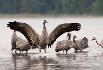 Crane (Grus grus) in the attitude of combat