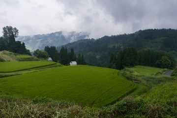 Fototapeta premium 雨上がりの棚田