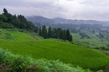 Obraz premium 雨上がりの棚田