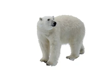 Papier Peint photo autocollant Ours polaire Ours polaire isolé sur blanc