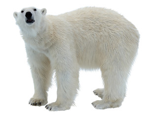 Ours polaire isolé sur blanc