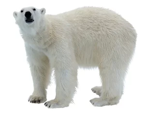 Store enrouleur sans perçage Ours polaire Ours polaire isolé sur blanc