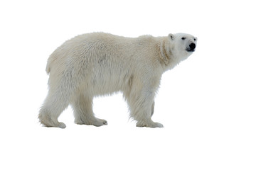 Ours polaire isolé sur blanc