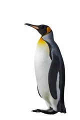 Cercles muraux Pingouin Manchot royal isolé sur blanc