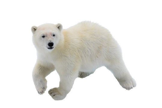 Polar bear cub isolated on white