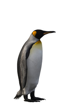 King Penguin isolated on white