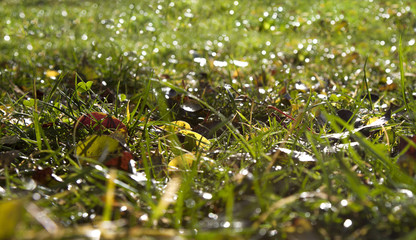 Fallen leaves on the grass