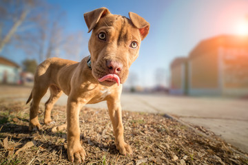 Cute American pit bull terrier pup