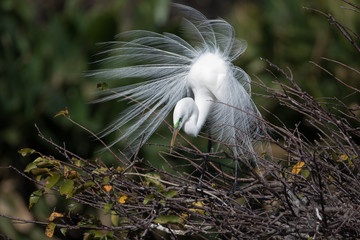 Great Egret at Wakodahatchee Wetlands in Delray Beach Florida