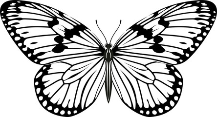 vector Paper kite or Rice paper butterfly (Idea leuconoe)
