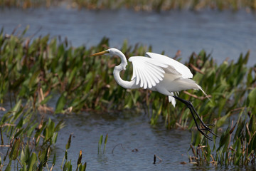 Great Egret at Viera Wetlands in Viera Florida
