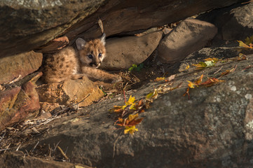 Female Cougar Kitten (Puma concolor) Huddles in Rocks