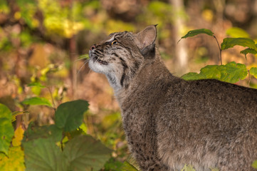 Bobcat (Lynx rufus) Looks Up