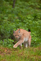 Naklejka premium eurasian lynx, lynx lynx, Germany