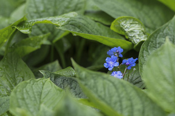 Kleine blaue Blüten zwischen großen grünen Blättern