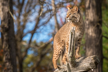 Bobcat (Lynx rufus) Stands Up Tall Atop Branch