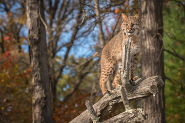 Bobcat (Lynx rufus) Looks Out From Atop Branch