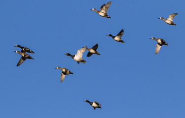 Fototapeta premium Flock of ducks in mid-air