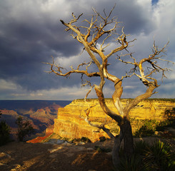 dead tree at Grand Canyon