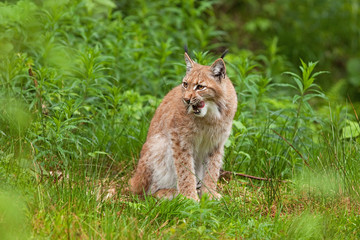 eurasian lynx, lynx lynx, Germany