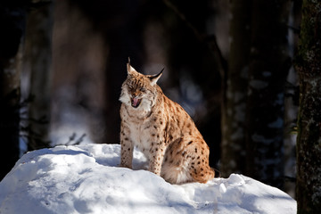 eurasian lynx, lynx lynx, Germany