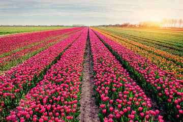 Beautiful tulips field in the Netherlands. Holland