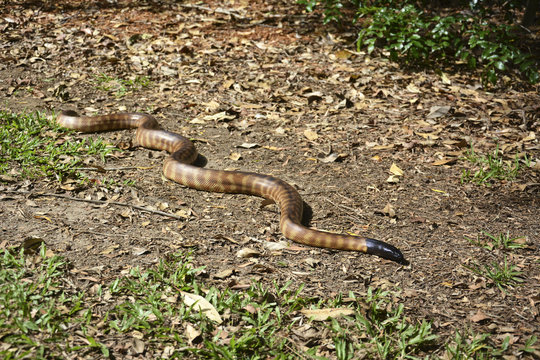 Black-headed python (Aspidites melanocephalus) in Queensland, Australia.