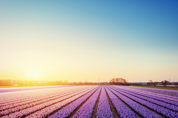 Sunset over fields of daffodils. Holland