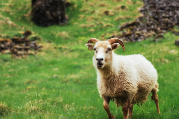 Fototapeta premium The Icelandic sheep