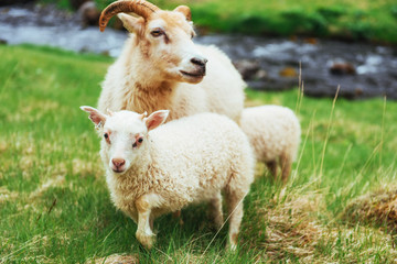 Naklejka na ściany i meble The Icelandic sheep