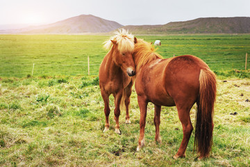 Naklejka na ściany i meble Charming Icelandic horses in a pasture with mountains