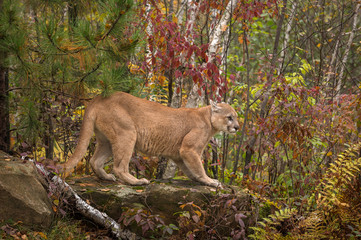 Adult Male Cougar (Puma concolor) On Rock Ears Back