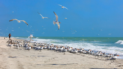 Flock of royal terns on an typical beach on Sanibel Island, Florida, USA