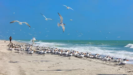 Papier Peint photo autocollant Clearwater Beach, Floride Flock of royal terns on an typical beach on Sanibel Island, Florida, USA