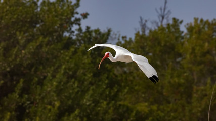 White ibis (Eudocimus albus) flying over Sanibel Island, Florida, USA