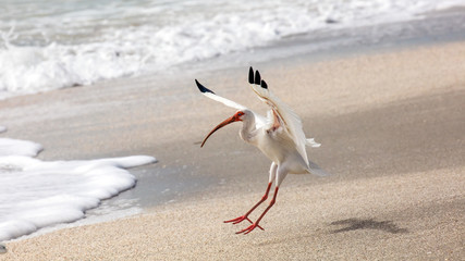 White ibis (Eudocimus albus) landing on the shore, Sanibel Island, Florida, USA - obrazy, fototapety, plakaty