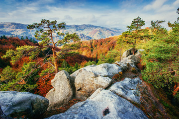 Obraz premium Forest in sunny afternoon while season. Autumn Landscape. Ukrain