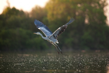 grey heron, ardea cinerea, Czech republic