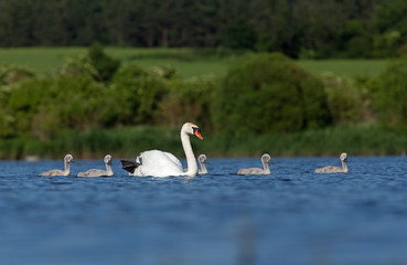 mute swan, cygnus olor, Czech republic