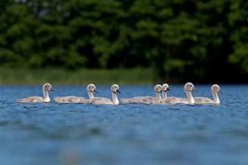 mute swan, cygnus olor, Czech republic