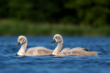 mute swan, cygnus olor, Czech republic