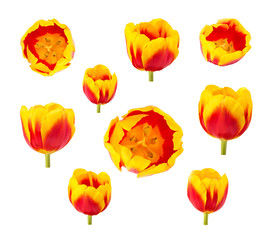 Tulips buds in different camera angles isolated on white background, elements for design collage