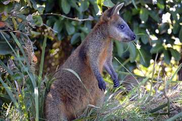 Naklejka premium Little wallaby in the grass on Cape Byron in Australia.