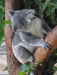 Fototapeta na wymiar Koala on eucalyptus tree in Queensland, Australia.