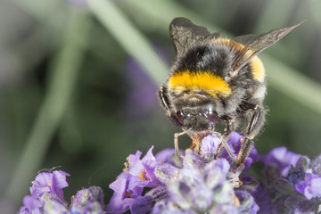 Bumblebee and lavander