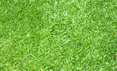 grass background green lawn
